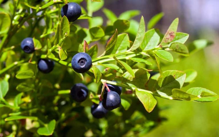 Blueberry Season in Norway: The Ultimate Guide (2022)